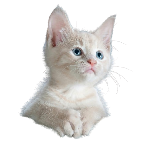 pexels-pixabay-45201-removebg-preview