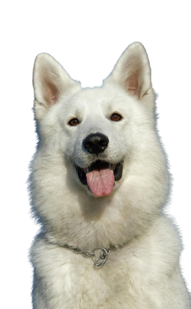 pexels-pixabay-46505-removebg-preview